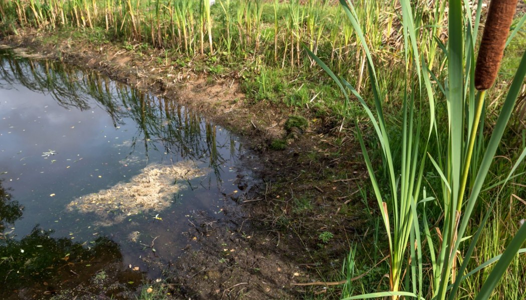 My Pond Died. What Happened, and Now What?