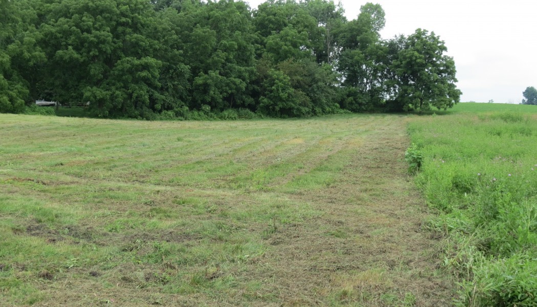 Unconventional Food Plot Options for Deer Hunting