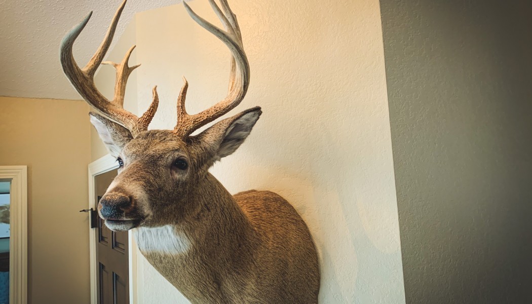 How to Choose the Right Taxidermist for You