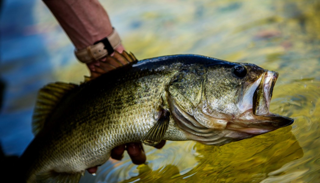 How to Catch More Fish in Spring