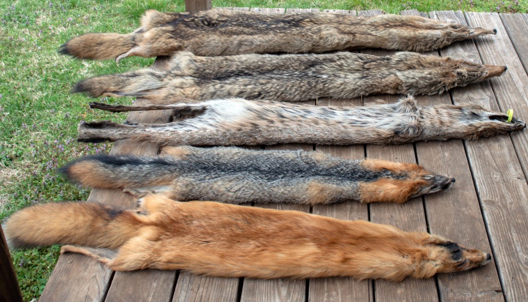 Can Cellular Trail Cameras Make You a Better Trapper?