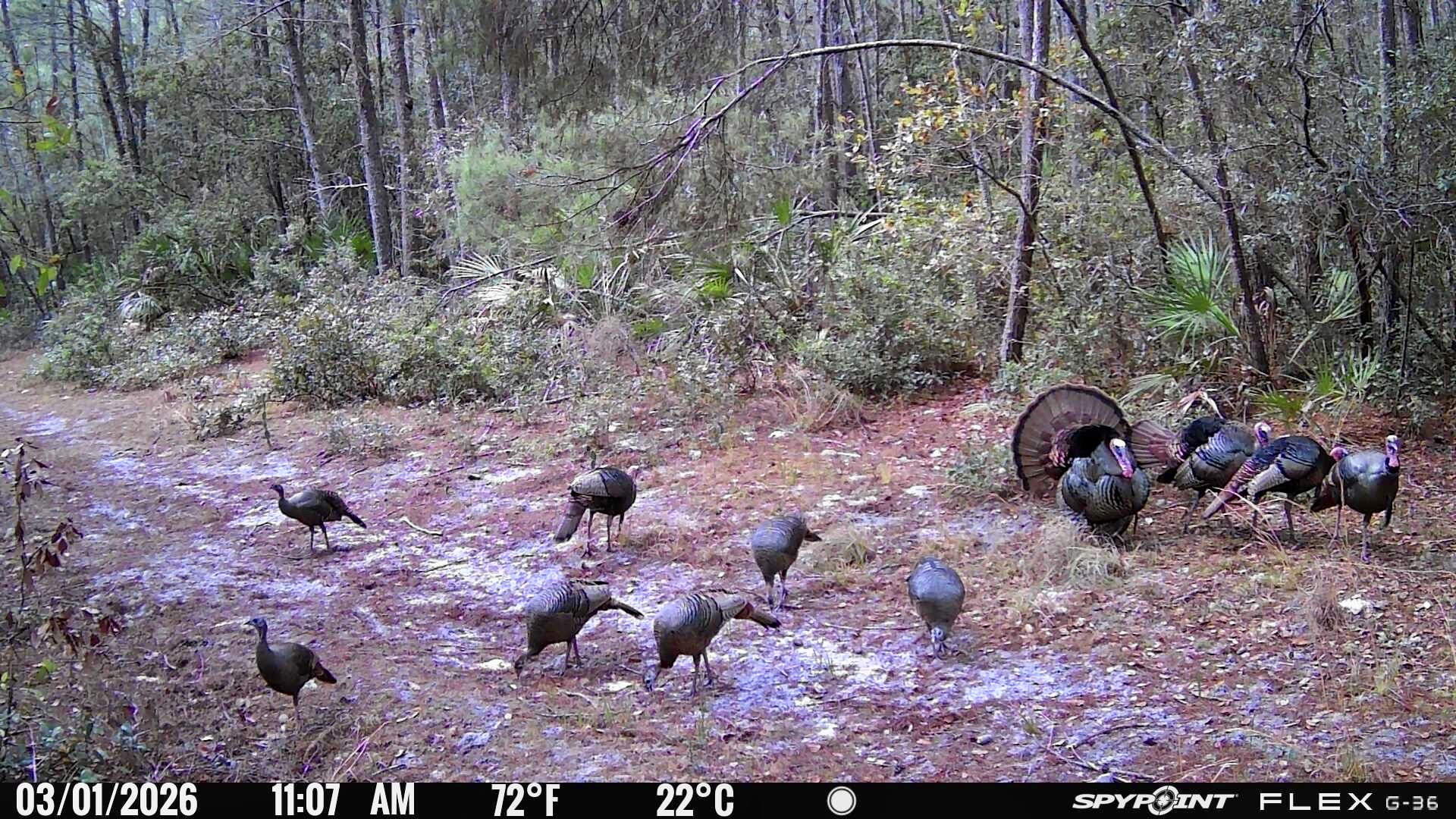 Zone à fort achalandage pour dindons