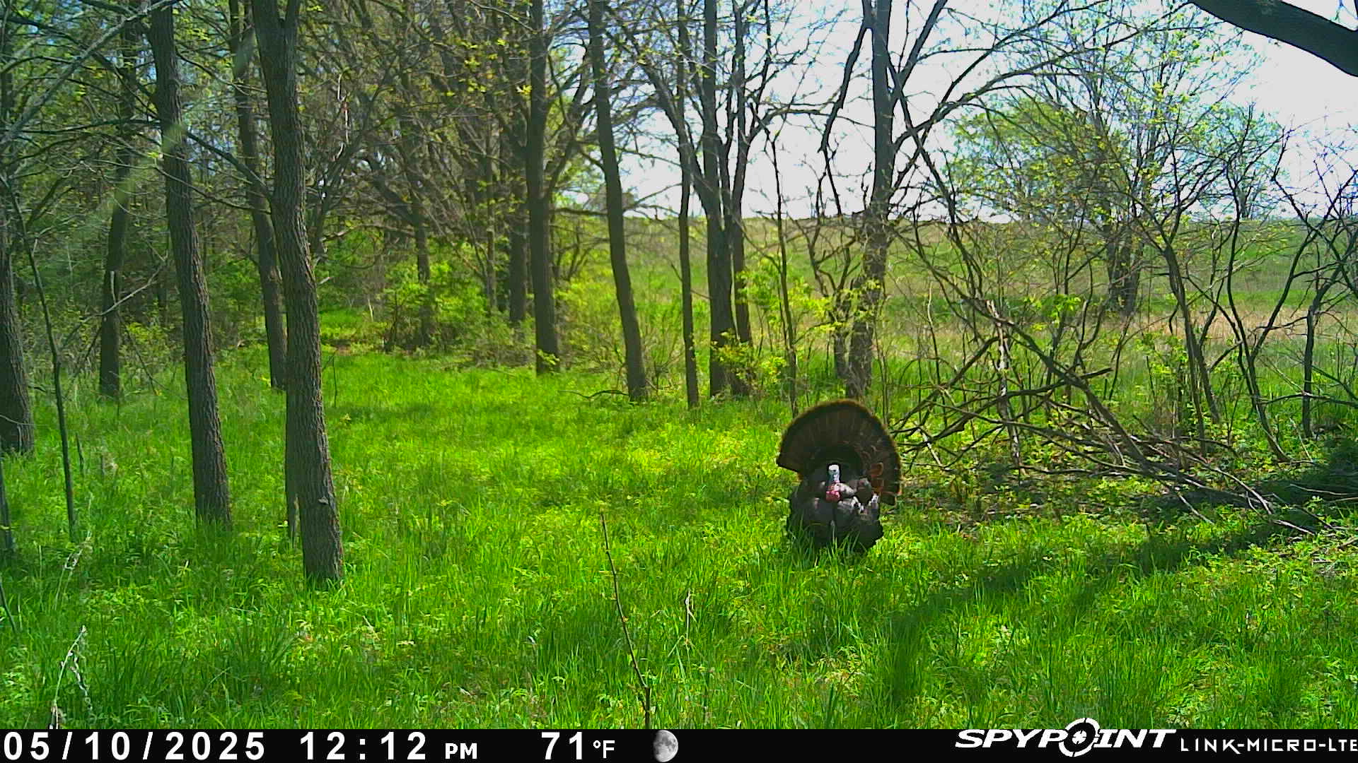 Caméra de chasse pour dindons
