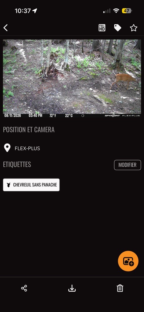 Blog-FR-384_Image-3-SPYPOINT-App-Whitetail-Buck-Tag Application SPYPOINT affichant une photo nocturne prise par une caméra de chasse montrant un cerf de Virginie identifié à l’aide d’une étiquette « buck »