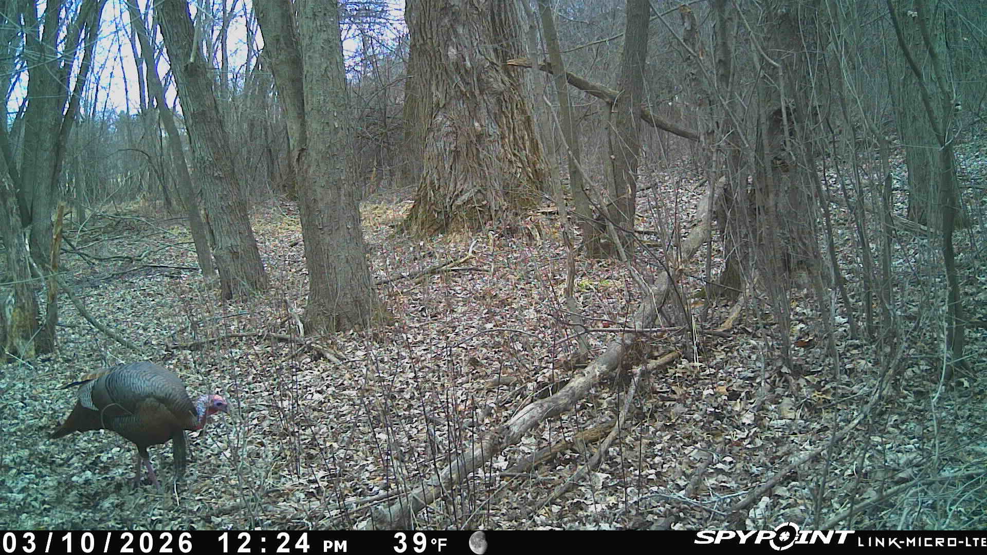 Habitudes des dindons