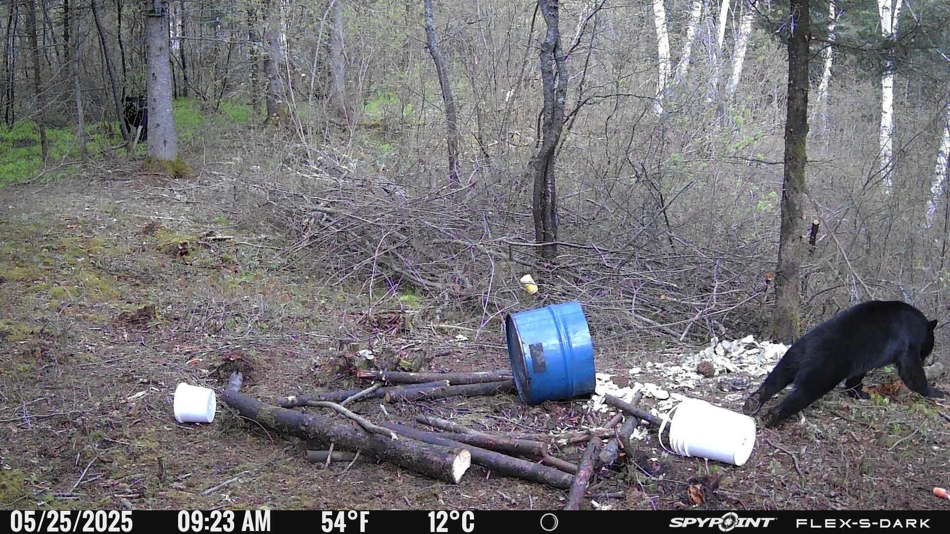 La meilleure façon d’utiliser des caméras de chasse autour des mangeoires