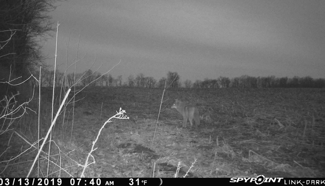 10 Tips for Culling Coyotes (and Other Predators)