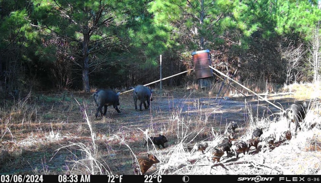 5 raisons pour lesquelles les sangliers menacent les cerfs de Virginie