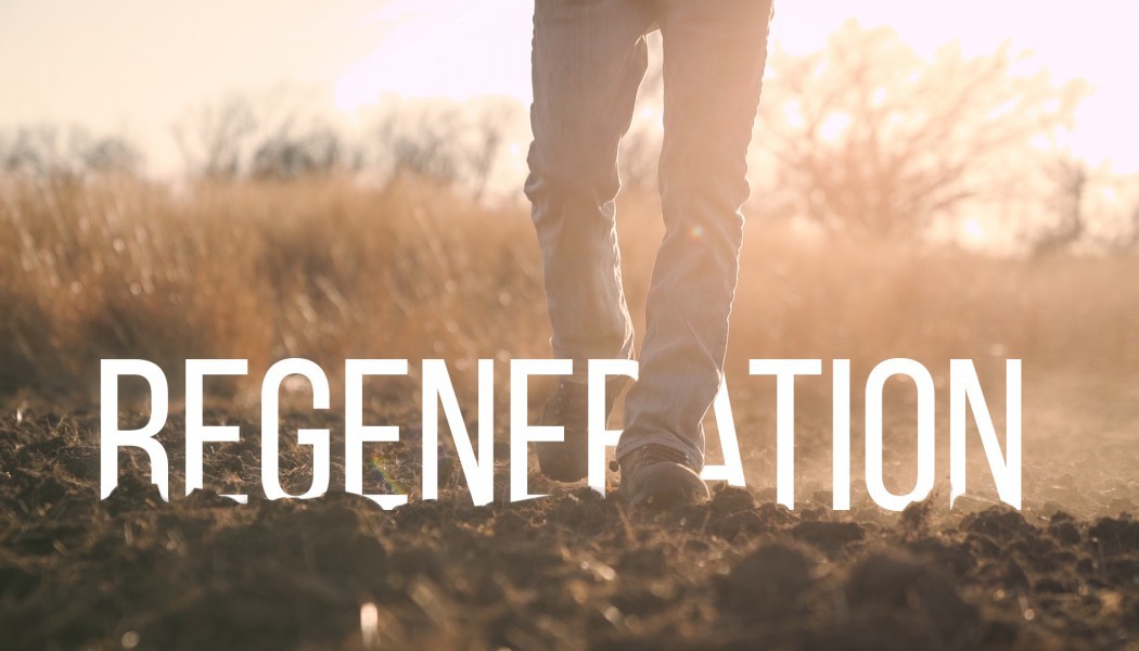 Building Whitetails - Regeneration - Food Plots and Native Grasses