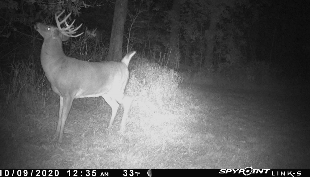 How to Spot the Rut Using Trail Cameras