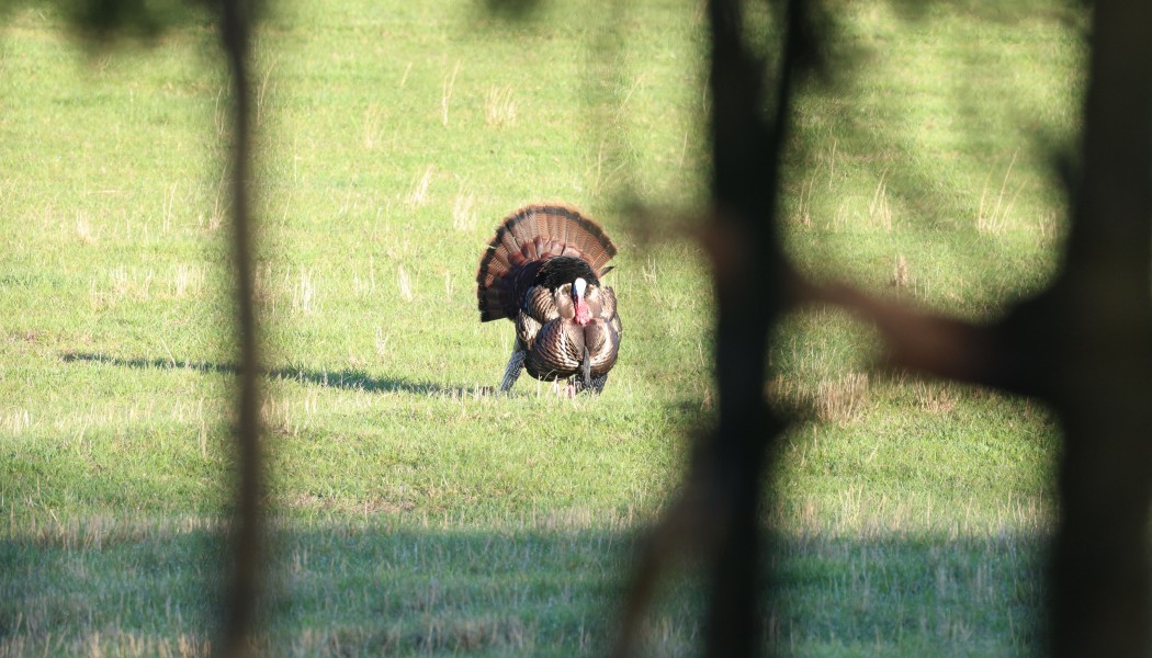 LA CHASSE AUX DINDONS SEUL OU AVEC LES AUTRES