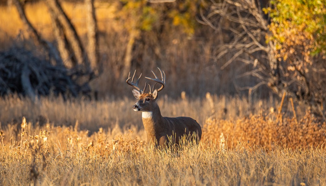 À quoi ressemble la zone principale d'un cerf mature ?