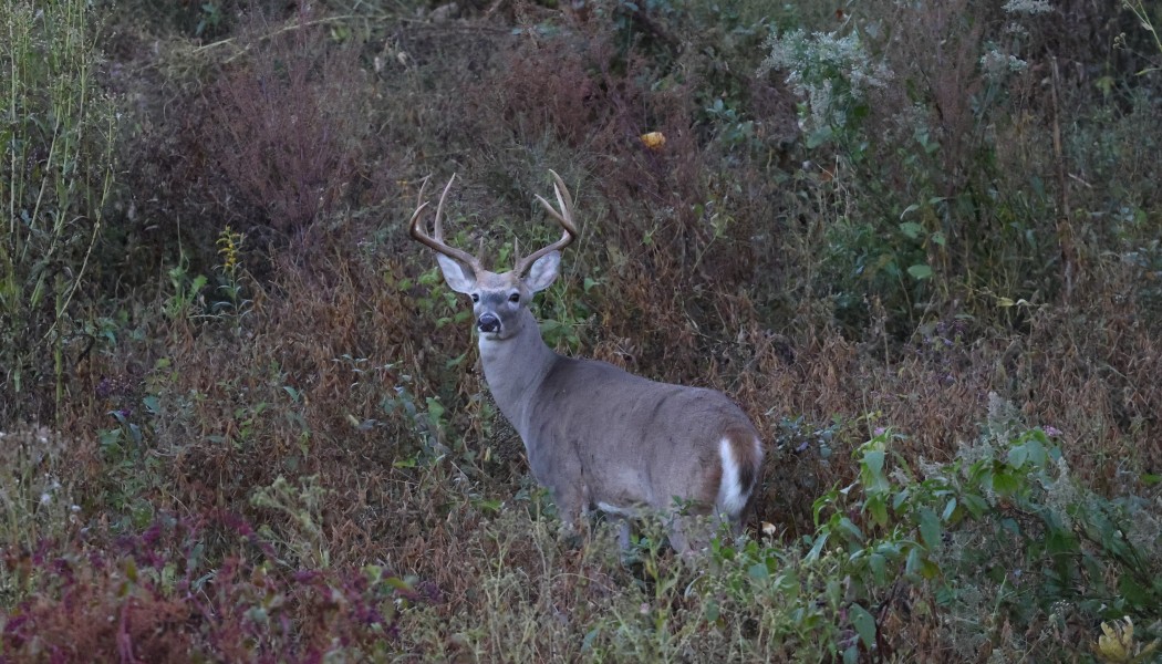 18 conseils pour la chasse au cerf pendant le rut