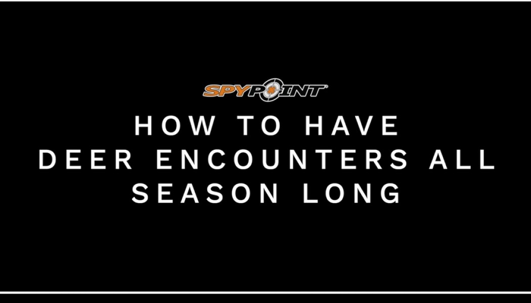 How to Have Deer Encounters All Season Long