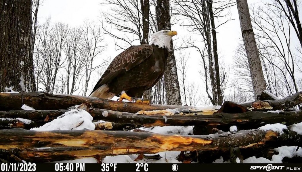Nos meilleures photos de cam&eacute;ras de chasses de 2023