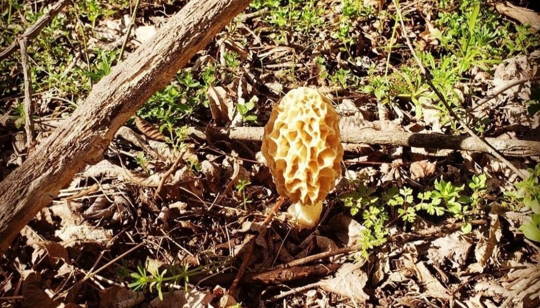15 conseils pour la chasse aux morilles