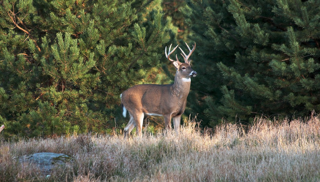 Comment Chasser les Cerfs dans les R&eacute;gions avec des Pins