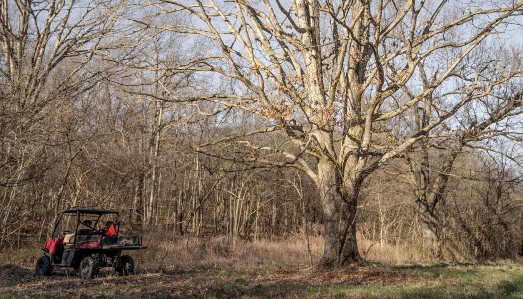 12 Raisons Pour Lesquelles Certains Arbres Sont de Mauvais Emplacements Pour les Caches