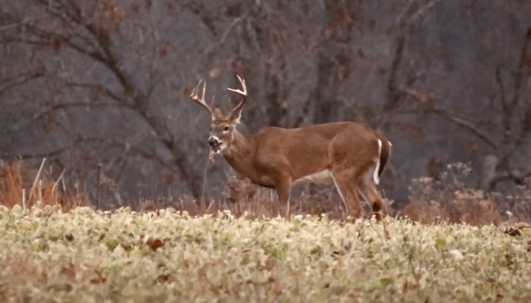 How to Monitor Post Rut Buck and Herd Health
