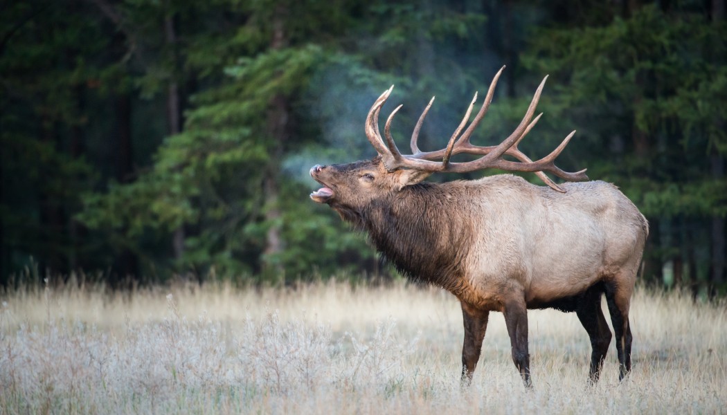 Elk Talk: Learning the Lingo of Wapiti