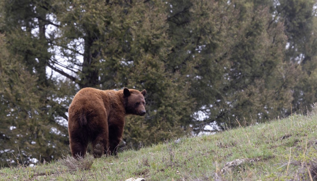 Les cinq meilleurs emplacements de cam&eacute;ras de chasse pour traquer et rep&eacute;rer les ours