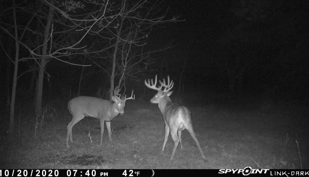 Big Bucks Aren't All Smart, Are They?