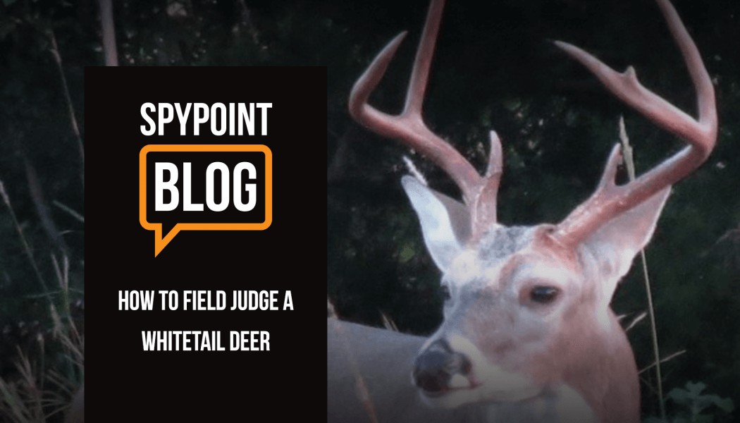 How to Field Judge a Whitetail Buck