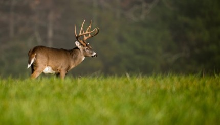 Cheap Options for Out-of-State Whitetail Hunters