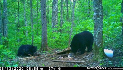 Ours noir : Des conseils d’usage des caméras de surveillance envers eux