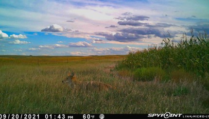 Can Cellular Trail Cameras Make You a Better Trapper?