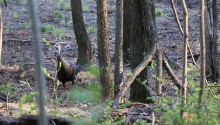 How to Support Wild Turkey Nesting Success