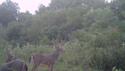 Lessons Learned from 1 Million Trail Camera Photos