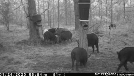 Plan a Late Winter Hog Hunt