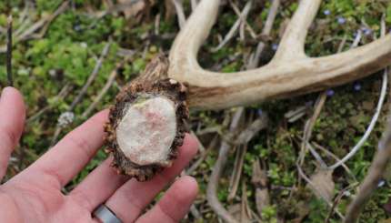 12 Myths in Shed Hunting